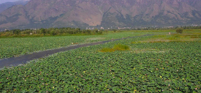 Vrtovi lotusa na jezeru Daal