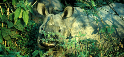 Glavna atrakcija Chitwana pa so nosorogi