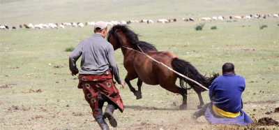 Lovljenje in ujahavanje konj