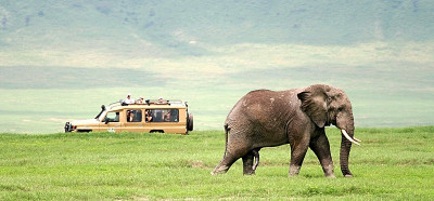 Slon, eden izmed velikih pet