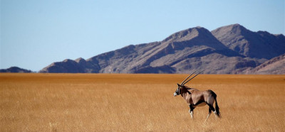 Puščavski safari: gazela oryx