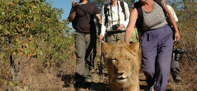 Hoja z levi, safari na malo drugačen način, Zimbabve