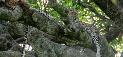 Leoparda velikokrat vidimo kar na drevesih