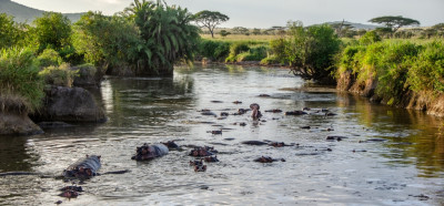 Povodni konji v eni od rek Serengetija
